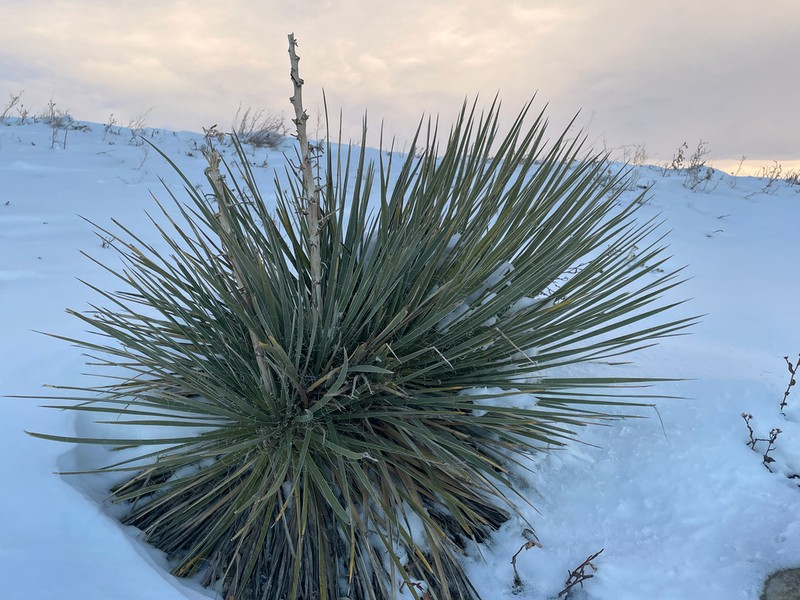 Soapweed Yucca photo 7