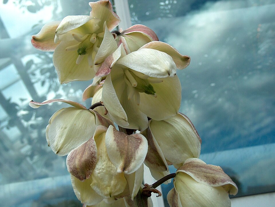 Soapweed Yucca photo 4