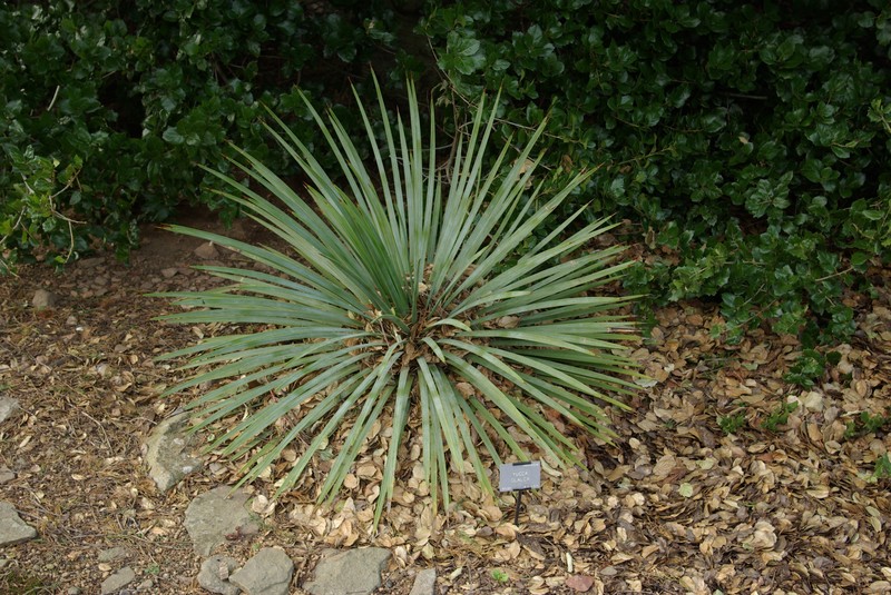 Soapweed Yucca