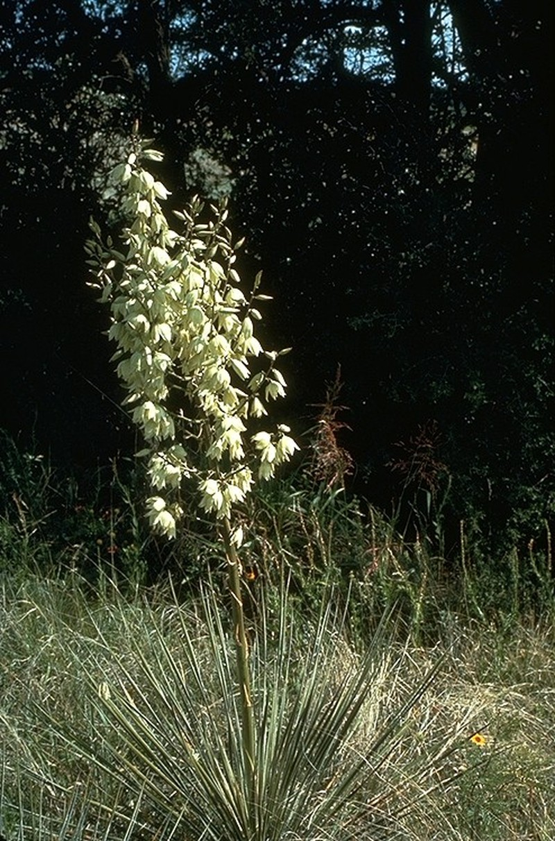 Soapweed Yucca photo 3