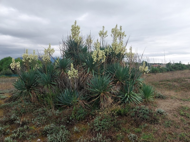Moundlily Yucca photo 2
