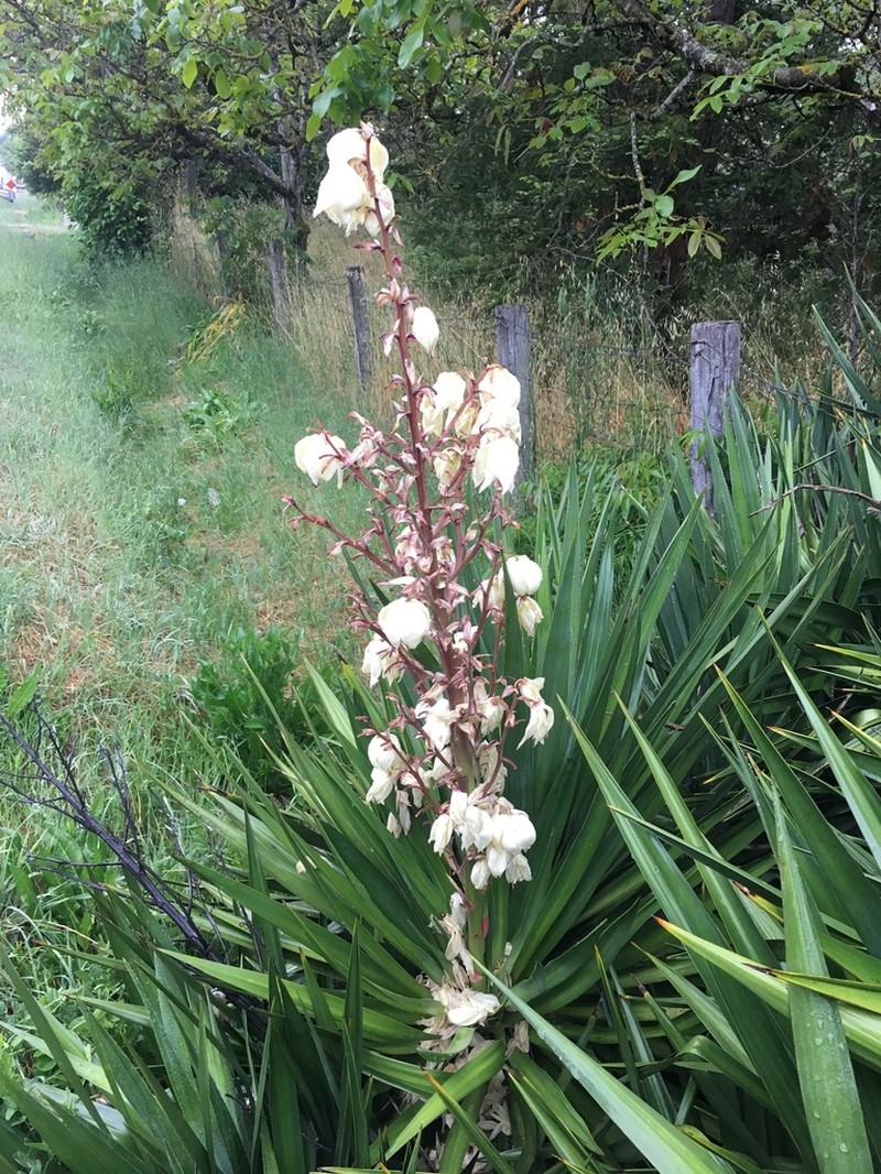 Moundlily Yucca photo 3