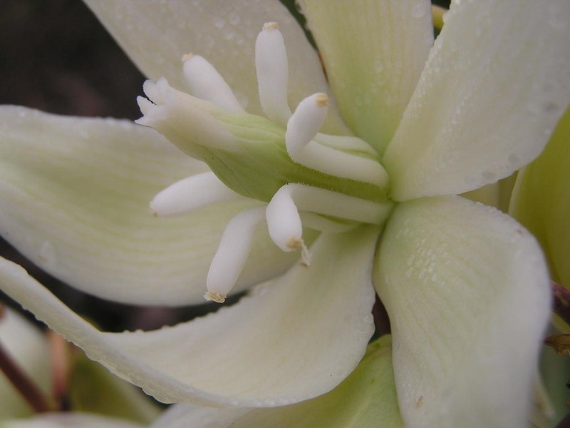 Moundlily Yucca photo 4