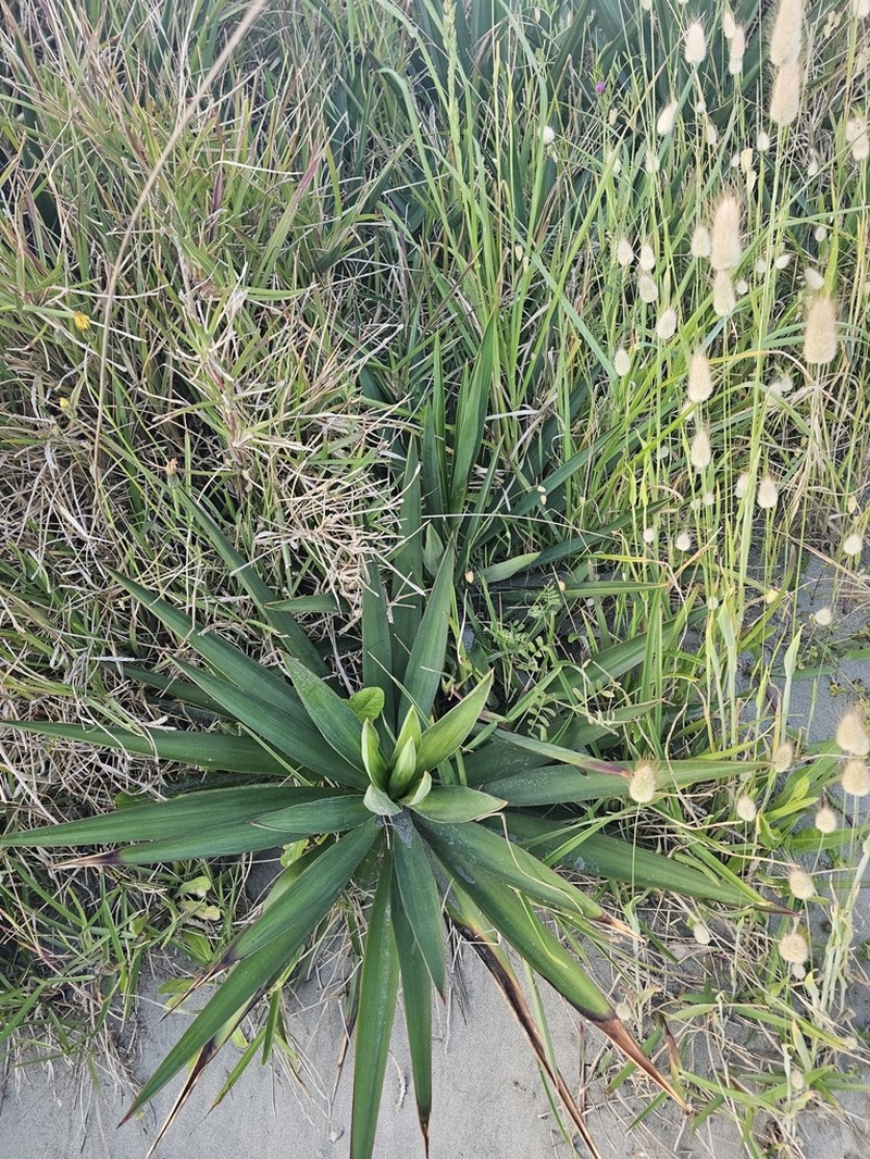 Moundlily Yucca photo 5