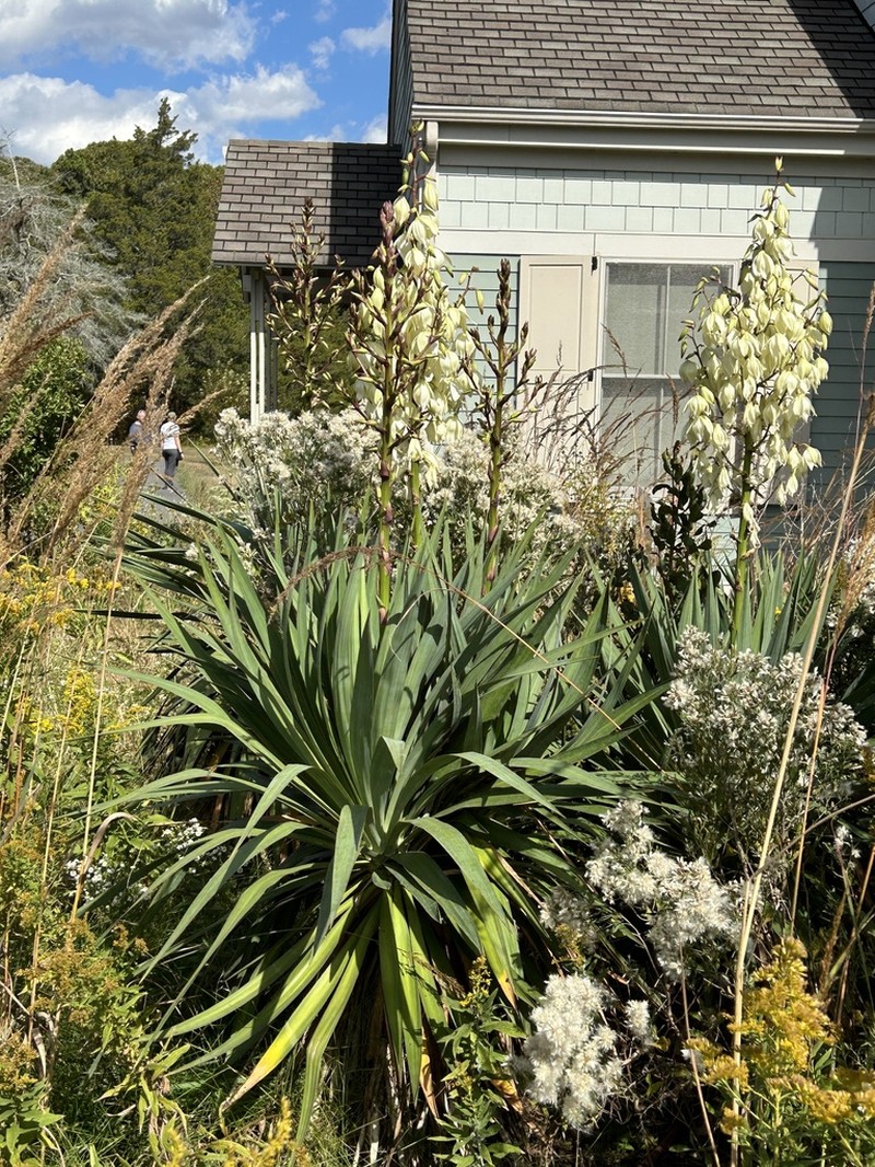 Moundlily Yucca photo 6