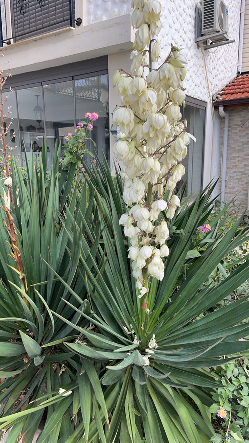Moundlily Yucca photo 7