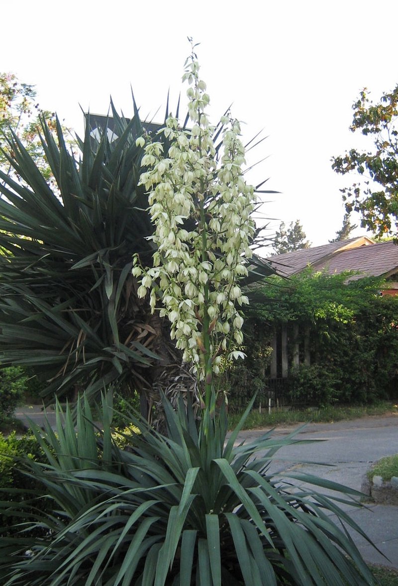 Moundlily Yucca