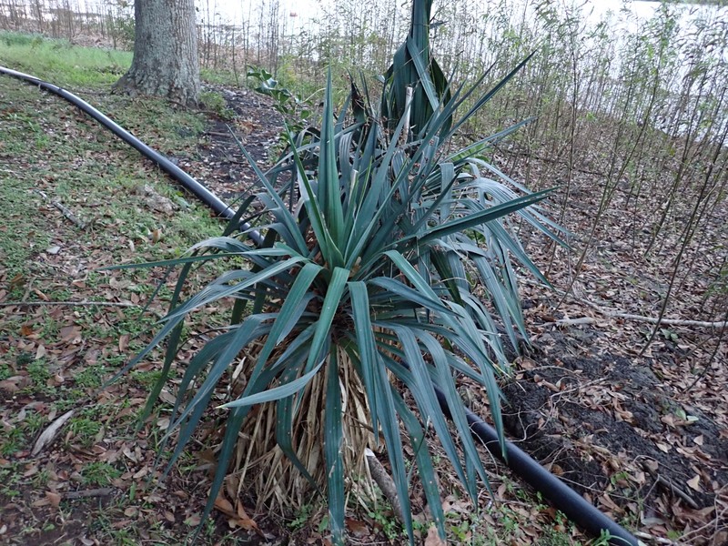 Curve-Leaf Yucca