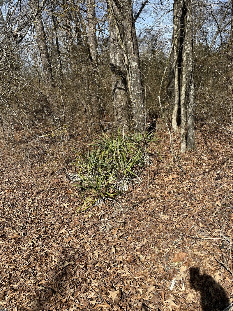 Curve-Leaf Yucca photo 2