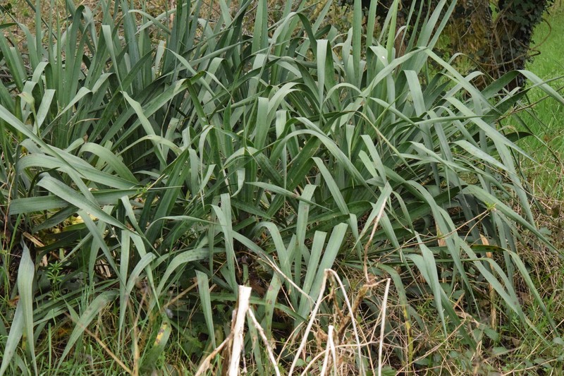 Curve-Leaf Yucca photo 3