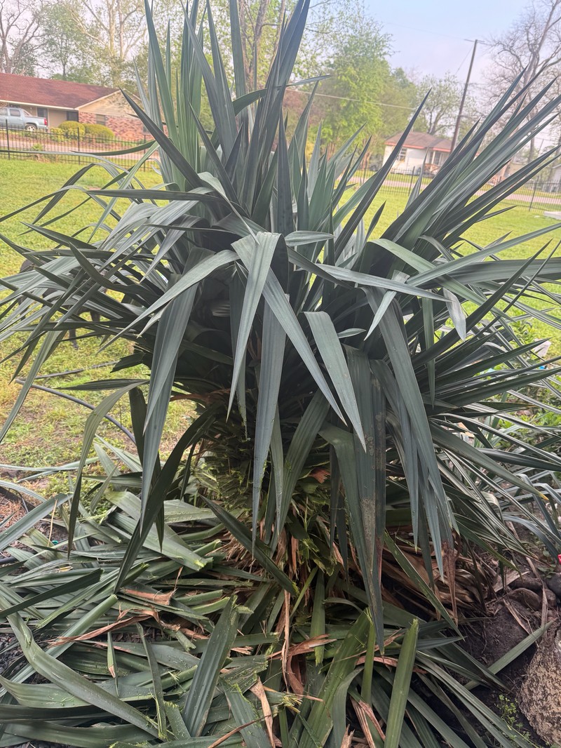 Curve-Leaf Yucca photo 4