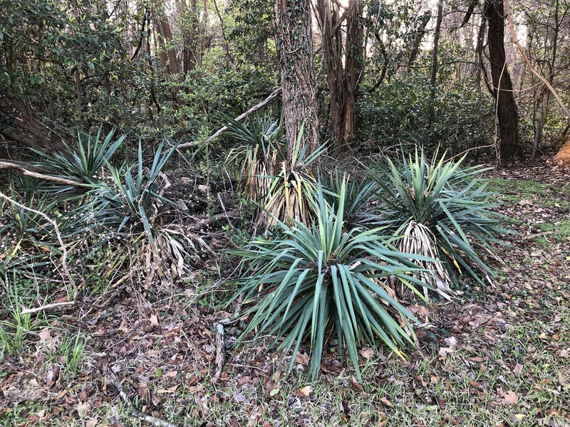 Curve-Leaf Yucca photo 5