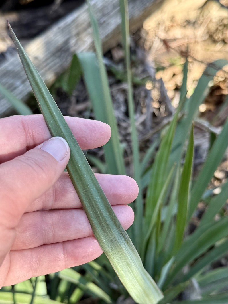 Curve-Leaf Yucca photo 6