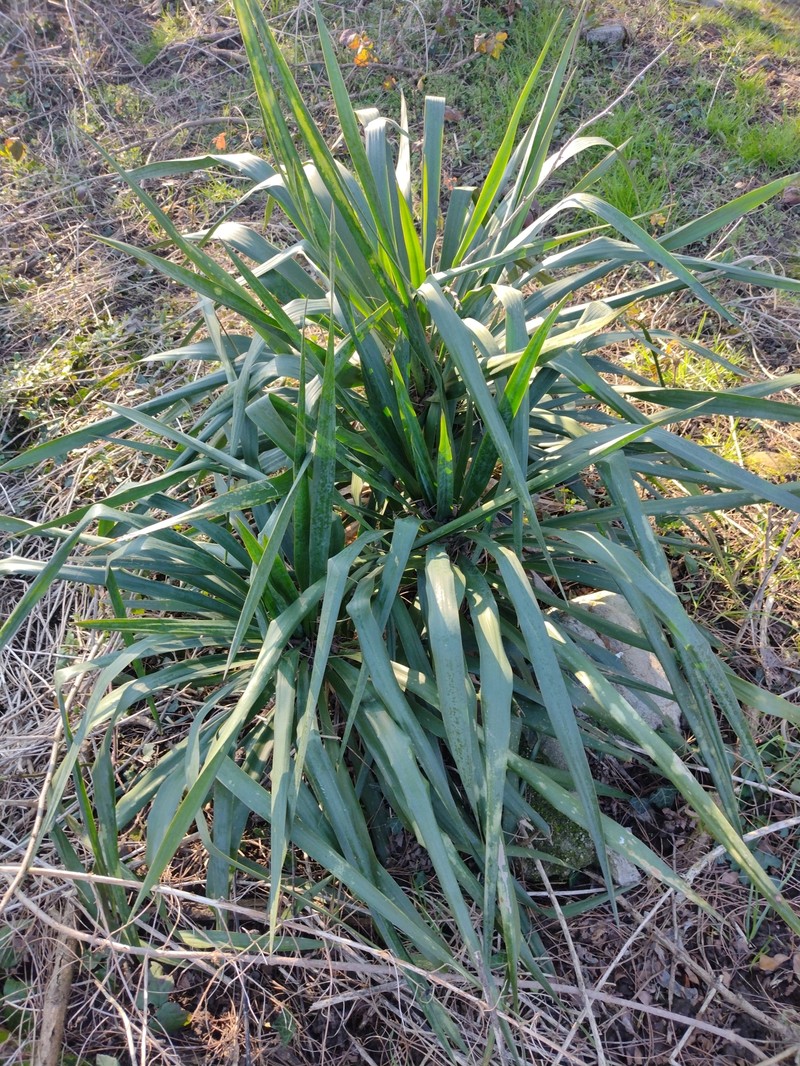 Curve-Leaf Yucca photo 7