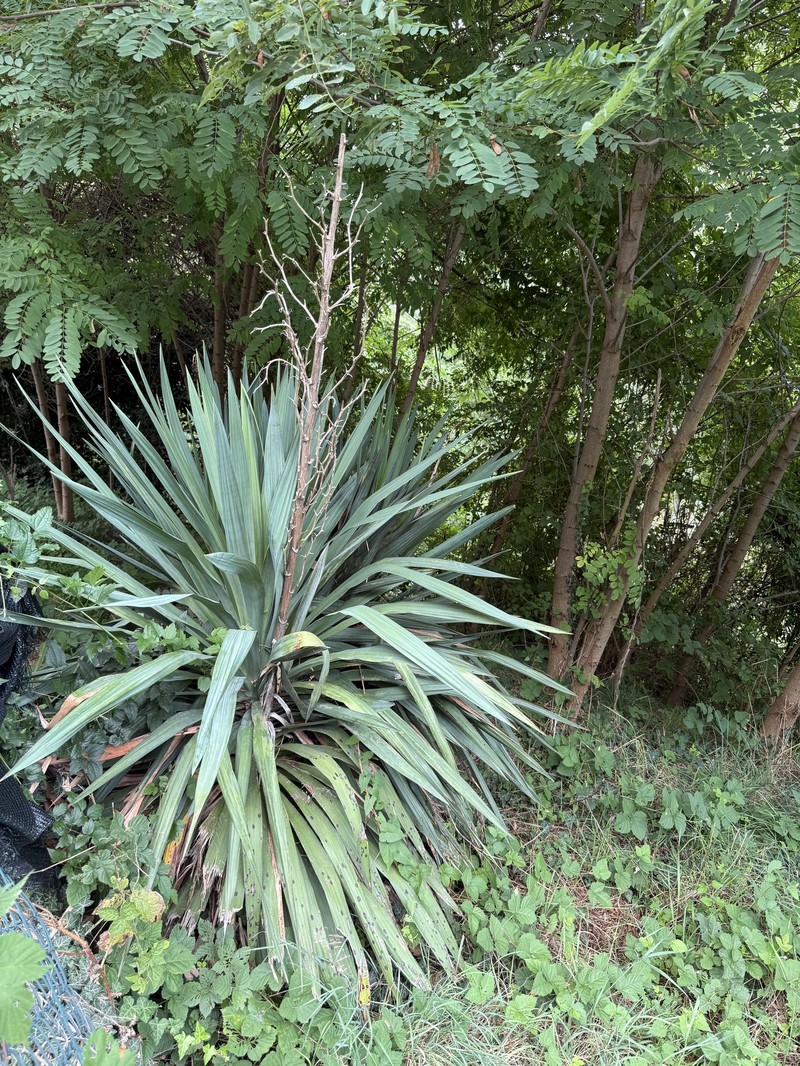 Curve-Leaf Yucca photo 8