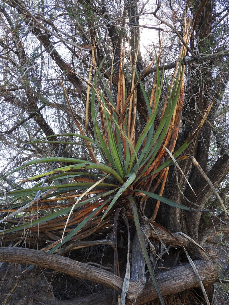 Yucca grandiflora photo 2