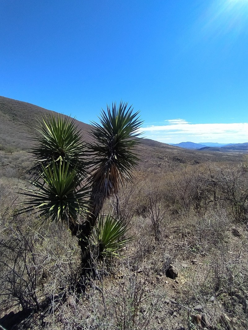 Yucca grandiflora photo 3