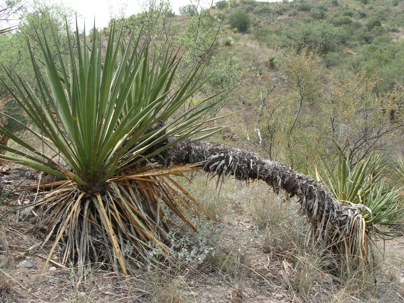 Yucca grandiflora photo 4