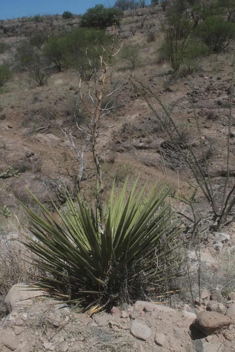 Yucca grandiflora photo 5