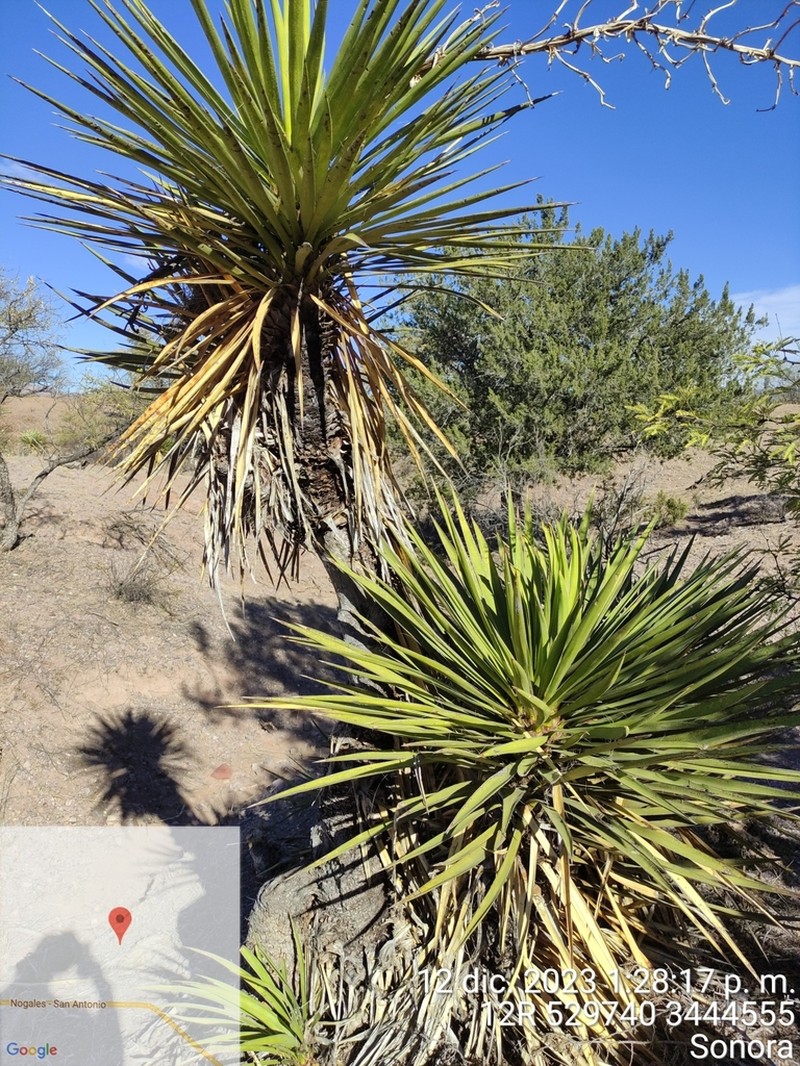 Yucca grandiflora photo 6