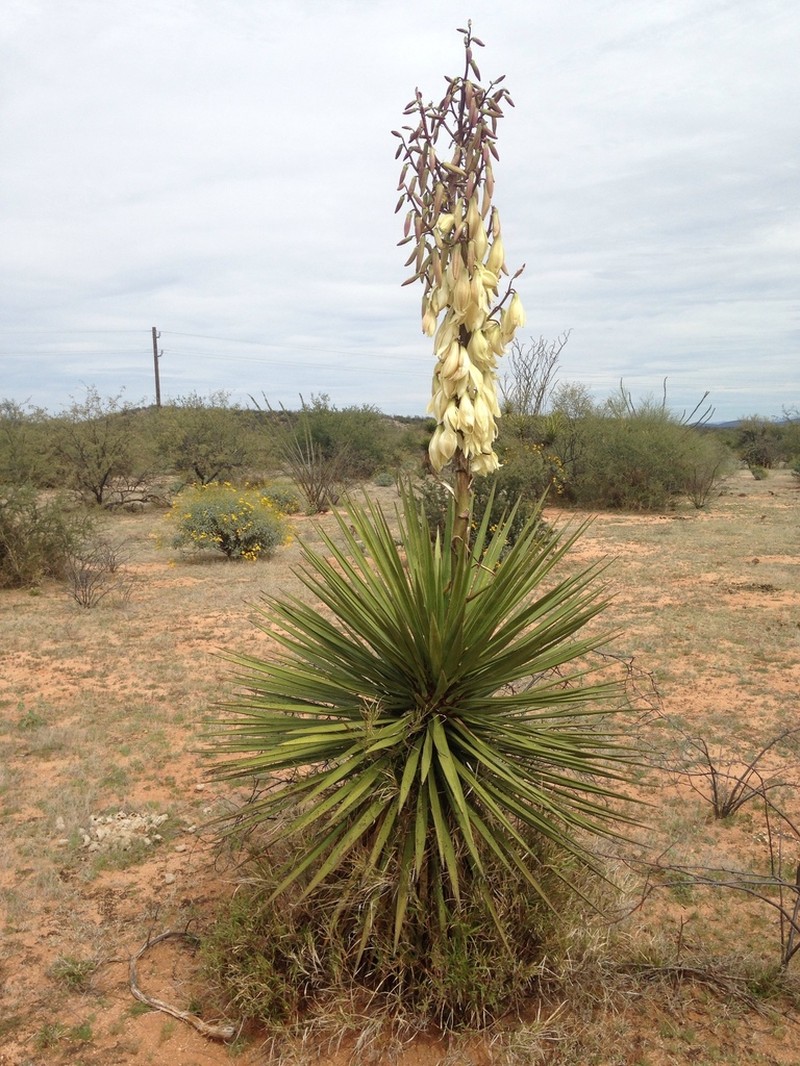 Yucca grandiflora photo 7