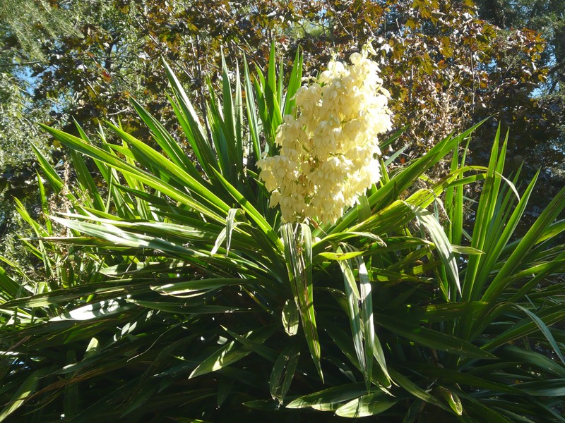 Bluestem Yucca photo 3