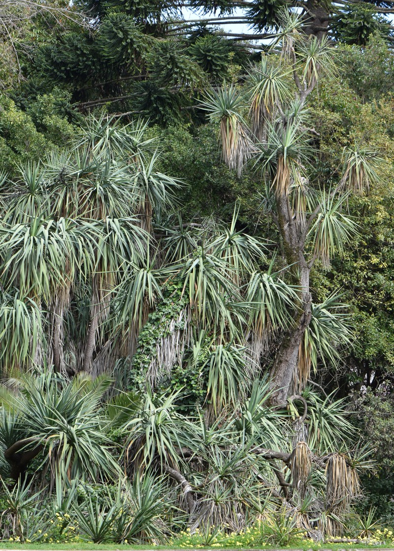 Bluestem Yucca photo 2