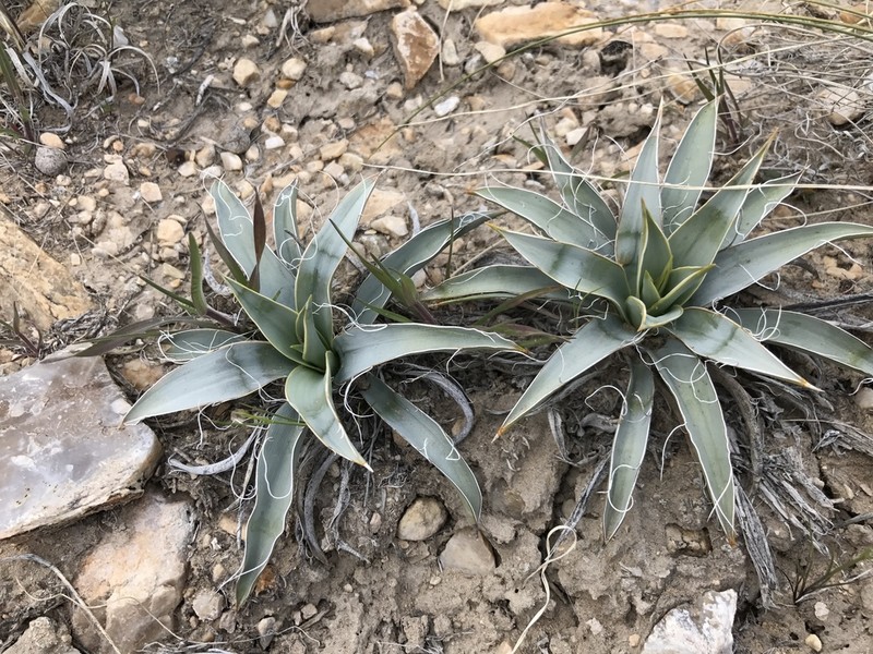 Spanish Bayonet photo 2