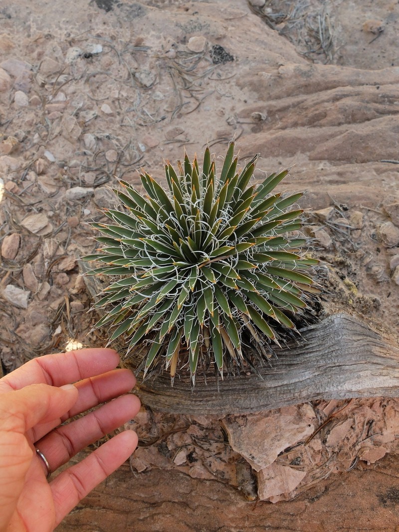 Spanish Bayonet photo 3