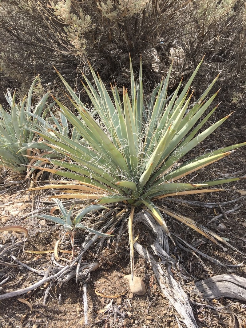 Spanish Bayonet photo 4