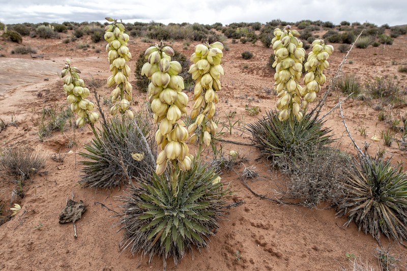 Spanish Bayonet photo 5