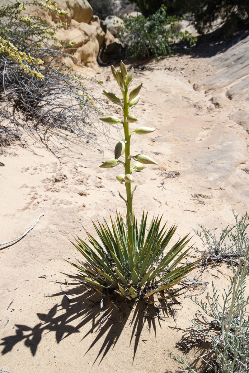 Spanish Bayonet photo 7