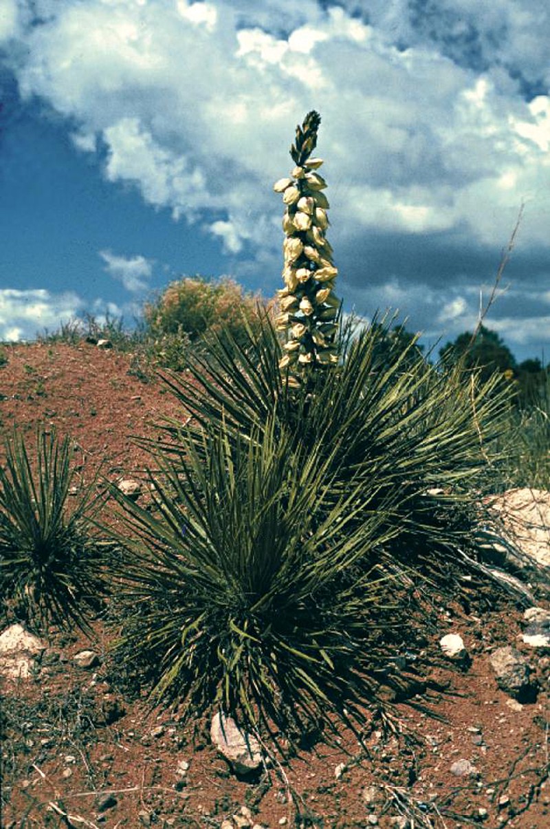 Yucca intermedia photo 2