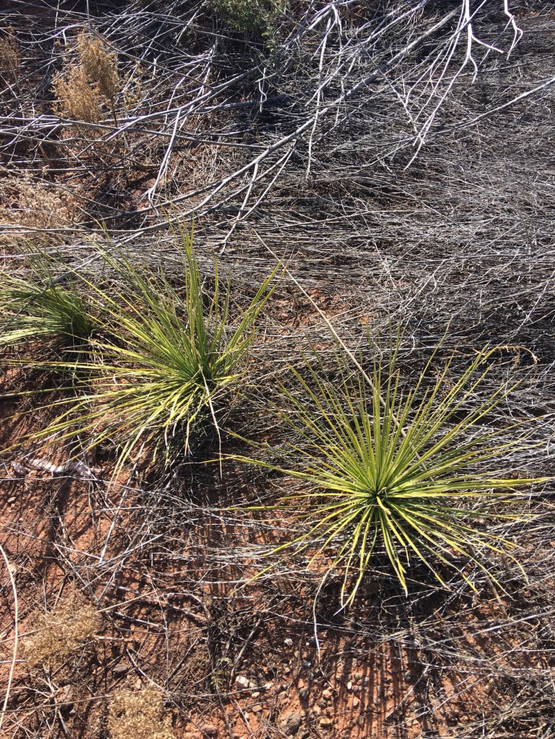 Yucca intermedia photo 3