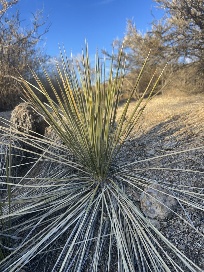 Yucca intermedia photo 4