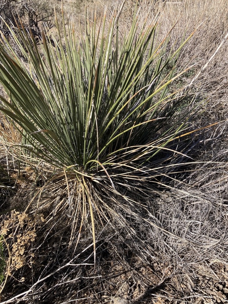Yucca intermedia photo 5