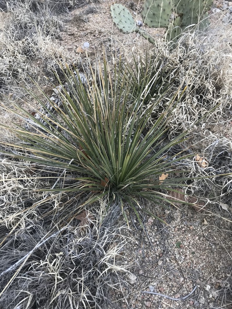 Yucca intermedia photo 6