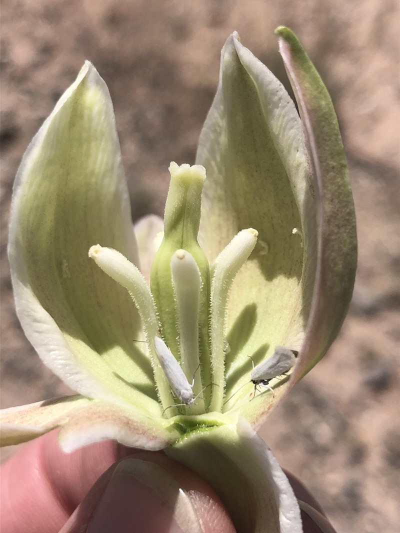 Yucca intermedia photo 7