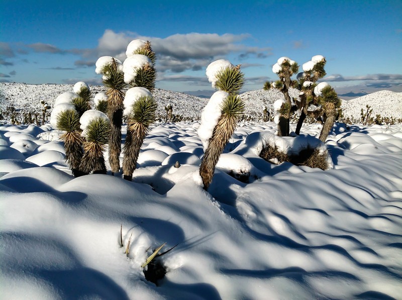 Yucca jaegeriana