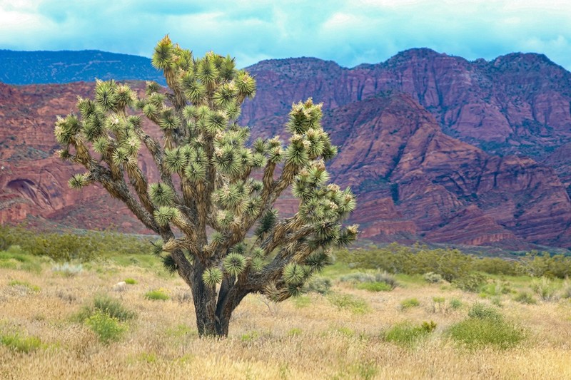 Yucca jaegeriana photo 2