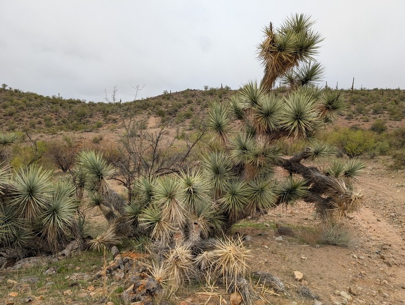 Yucca jaegeriana photo 3