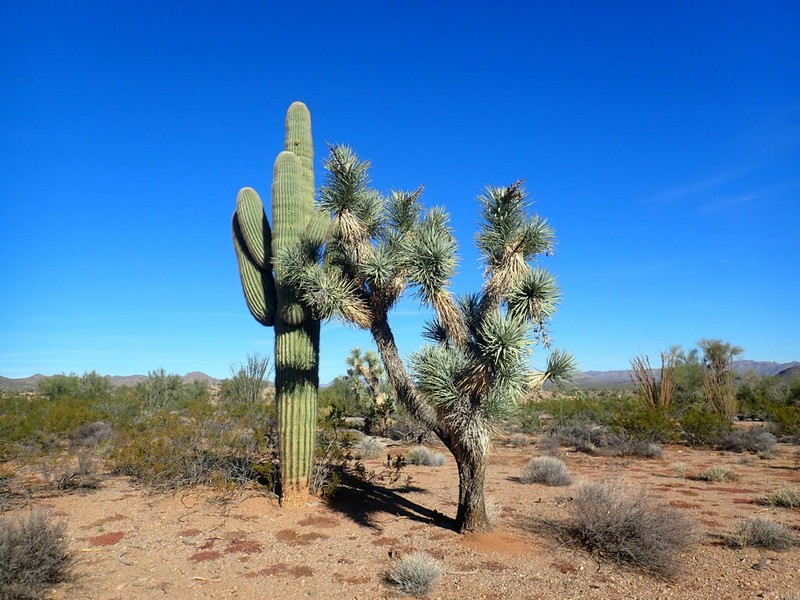 Yucca jaegeriana photo 4
