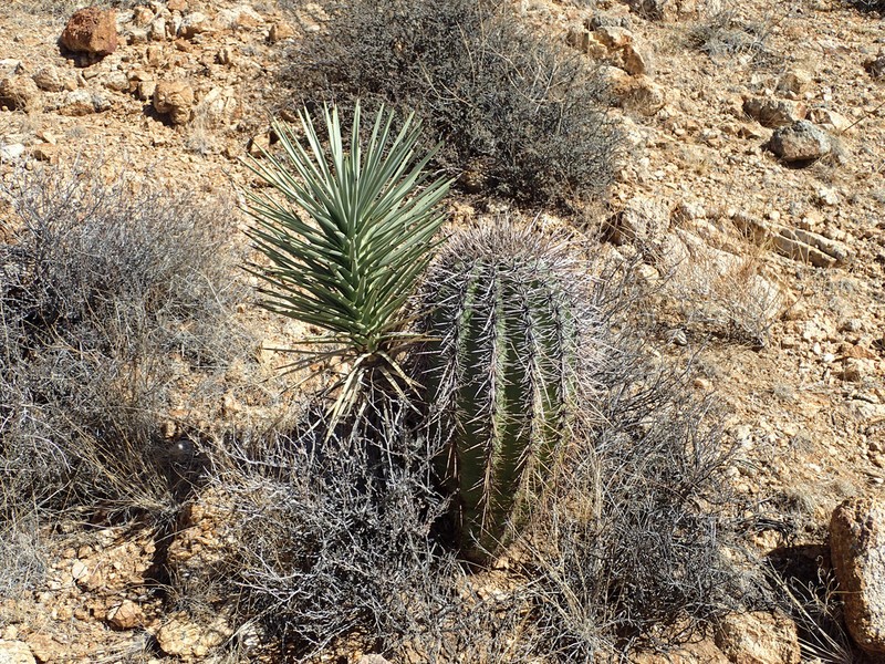 Yucca jaegeriana photo 5