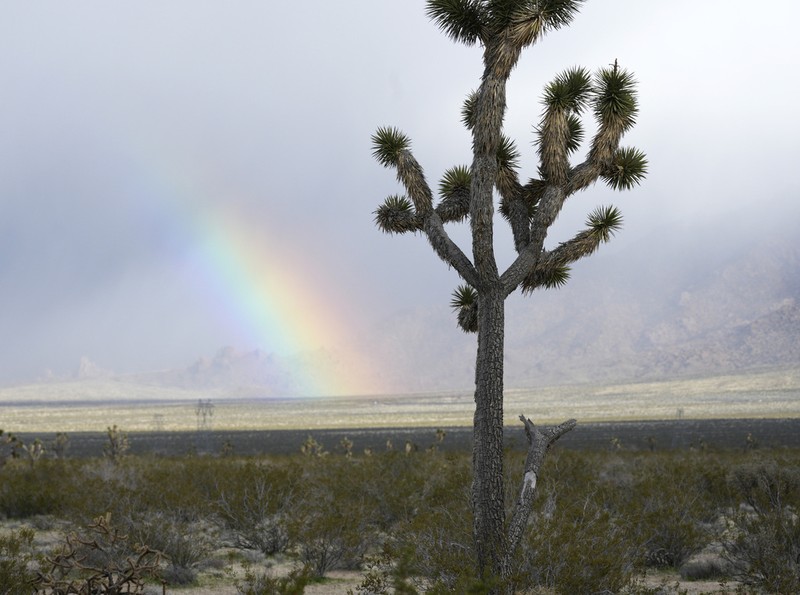 Yucca jaegeriana photo 7