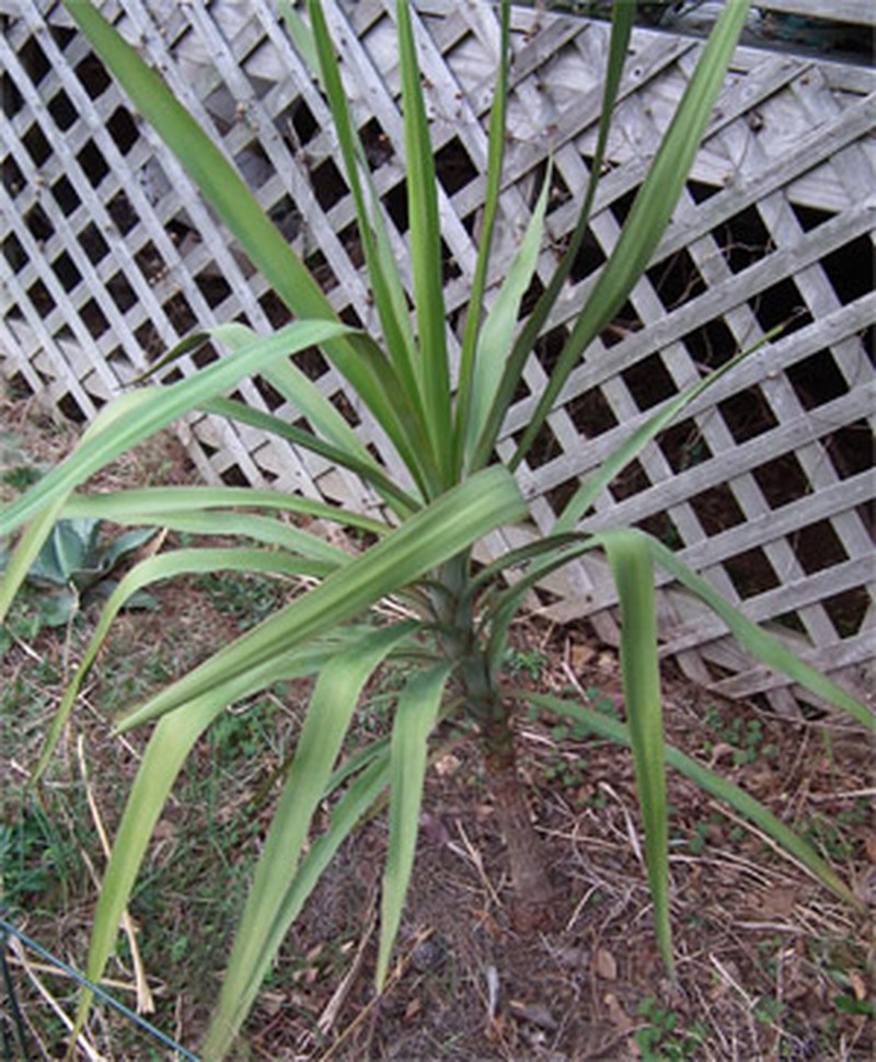 Yucca jaliscensis