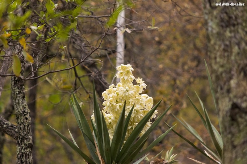 Yucca jaliscensis photo 2