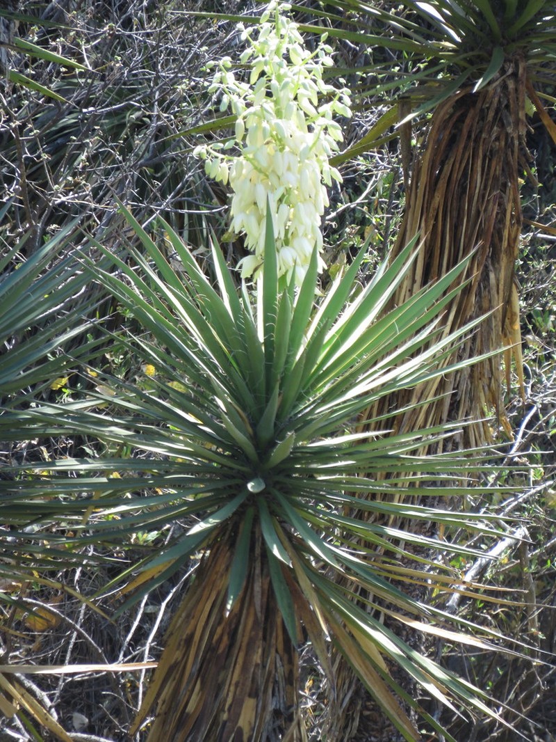 Yucca jaliscensis photo 3