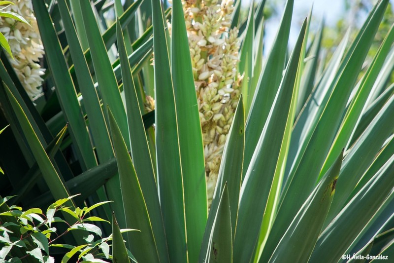 Yucca jaliscensis photo 4