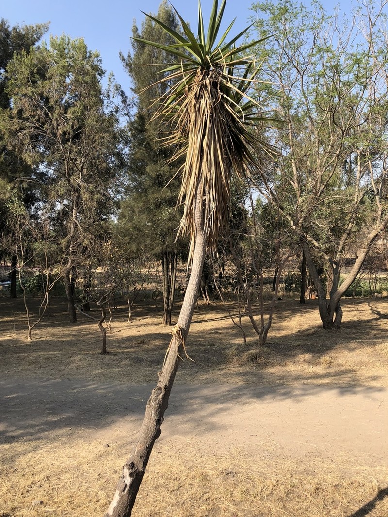 Yucca jaliscensis photo 5