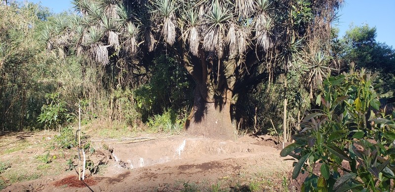 Yucca jaliscensis photo 6